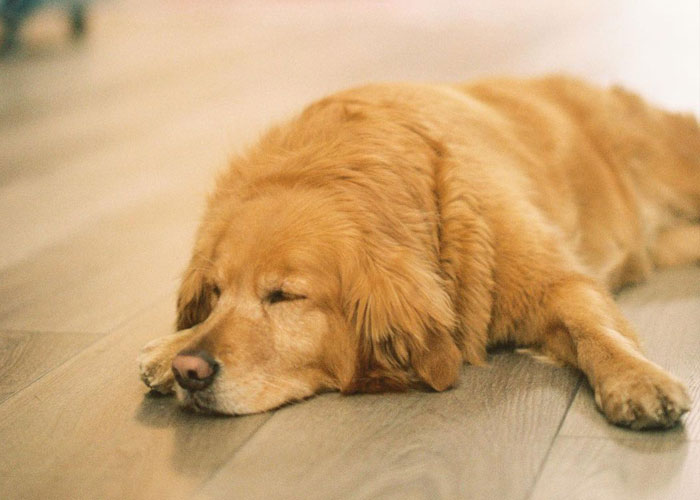 Bookstore Becomes More Magical When Golden Retriever Is Appointed As Manager