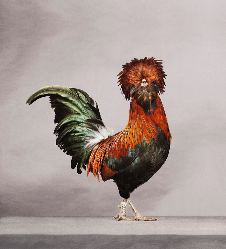 This Photographer Turns Roosters And Hens Into Professional Models (15 Pics)