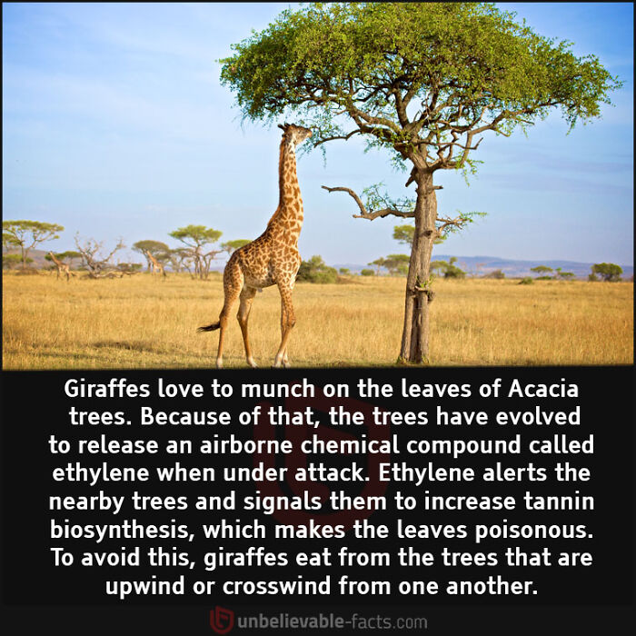 Interesting-Unbelievable-Facts