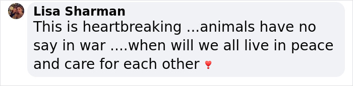 Famous Ukrainian Cat Stepan Flees With His Family, Finds Safety In France