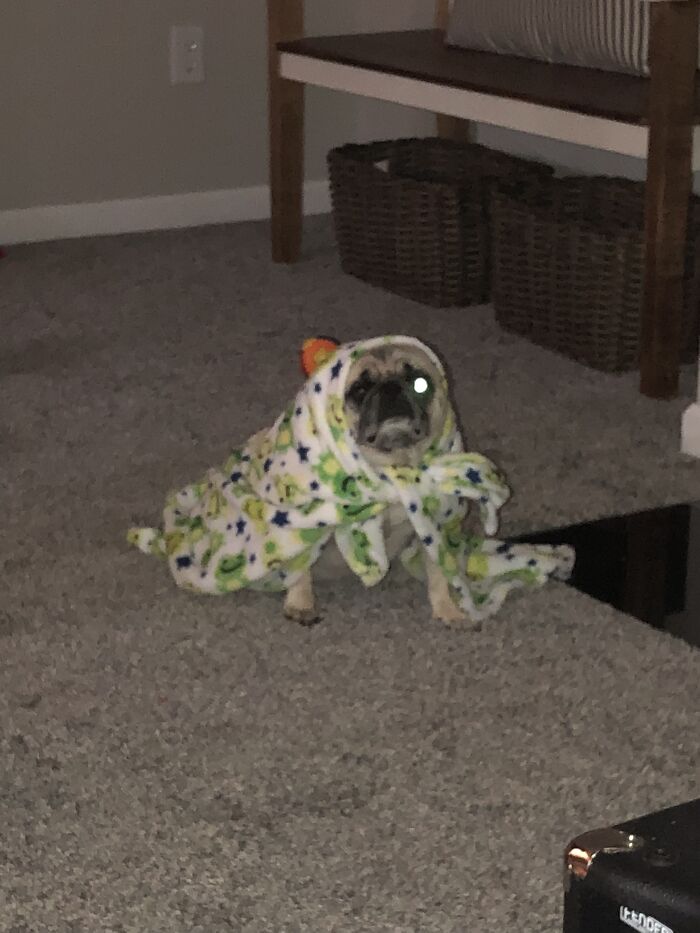 This Is My Dog Frankie