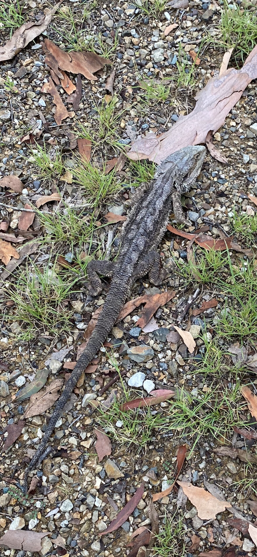 Not A Pet But I Did Find This Reptile In My Driveway