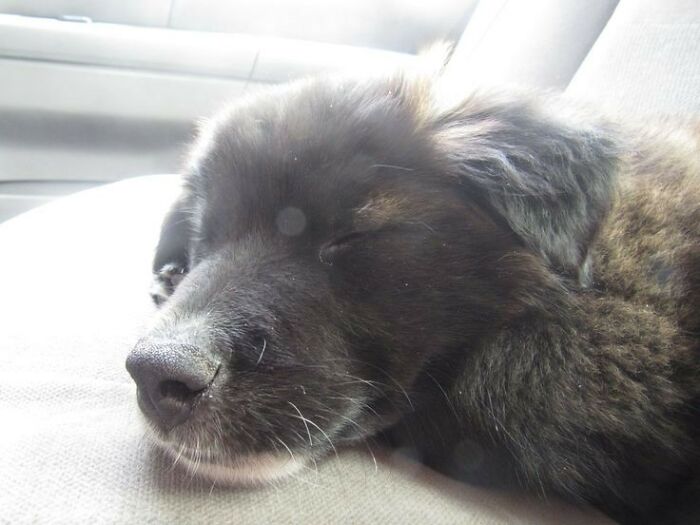 Our Puppy Atlas When He Was A Baby. (We Were Going For A Ride With Our Ma To Just Get Out Of The House And Check In With Our Dad At Work.)