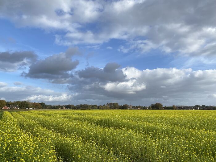 Yellows And Blues Make For A Wonderful View In Late Summer
