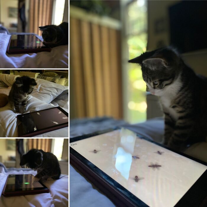 He Loves Gaming On His Ipawd.