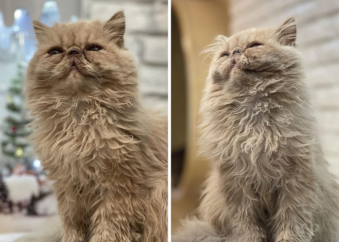 “Nunca abandonaríamos nuestro país”: Esta cafetería de gatos ucraniana permanece abierta durante la guerra