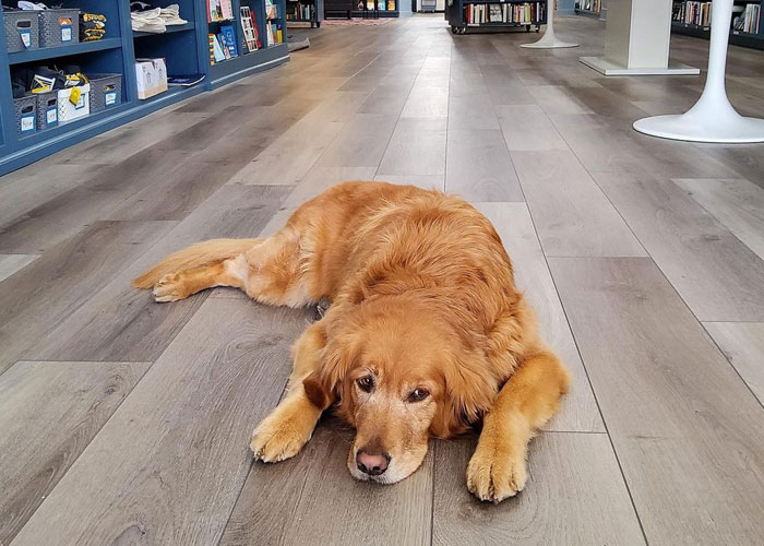 Bookstore Becomes More Magical When Golden Retriever Is Appointed As Manager