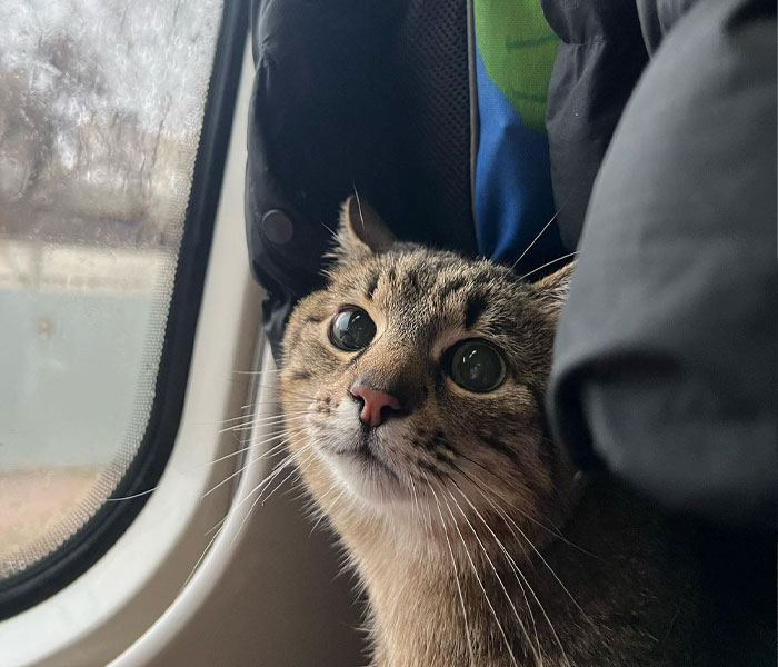 Stepan, el famoso gato ucraniano, huyó junto a su familia y encontró refugio en Francia