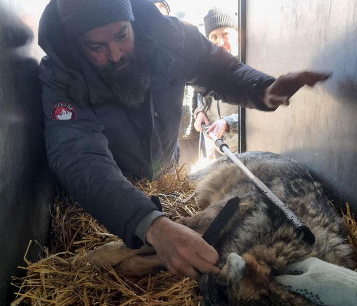 Un león y un lobo son transportados con grúa a una miniván conducida por 3 británicos para salvarlos