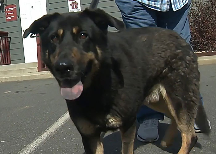 Homophobic Owner Abandons &lsquo;Gay&rsquo; Puppy Who Later Gets Taken In By Gay Couple