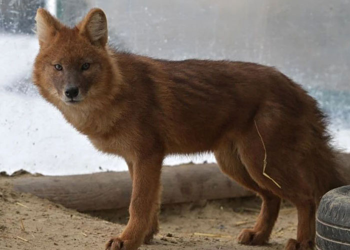 Man Drives 10 Kangaroos To Safety With His Van From A Zoo In Kharkiv That Suffered An Attack Man Drives 10 Kangaroos To Safety With His Van From A Zoo In Kharkiv That Suffered An Attack