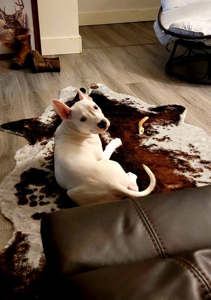 "Rip" Aka "Loki". Found Beaten And Thrown In A Dumpster As A Tiny Puppy. Brought Back From Parvo. These Are His After Pictures!