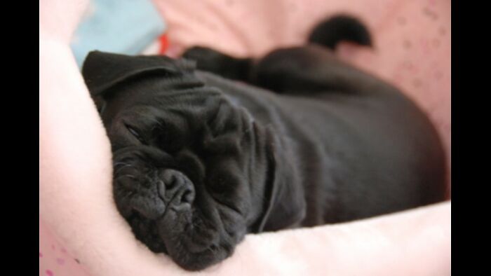 Bubbles The Pug. Had To Give Her Away Because Our Other Dog Attacked Her:(:(:(