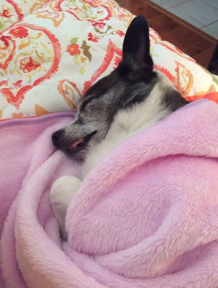 T-Bone The Toothless Wonder