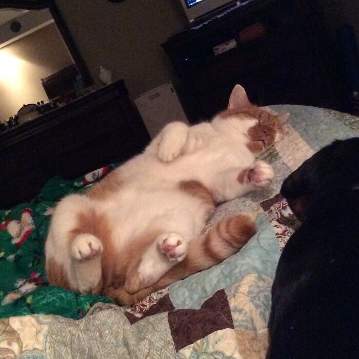 Veneto Vinnie, Found Him In Italy As A Kitten. Brought Him To The USA. Love Him!