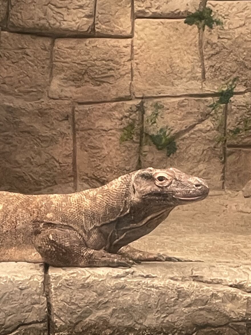 Cute Komodo Dragon