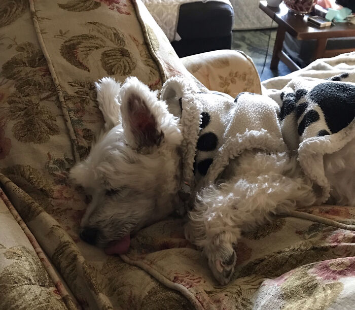 Paco, He Can Sleep Anywhere!