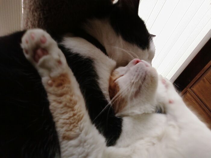 Romeo And Prince Roger Best Friends