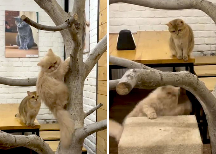 “Nunca abandonaríamos nuestro país”: Esta cafetería de gatos ucraniana permanece abierta durante la guerra