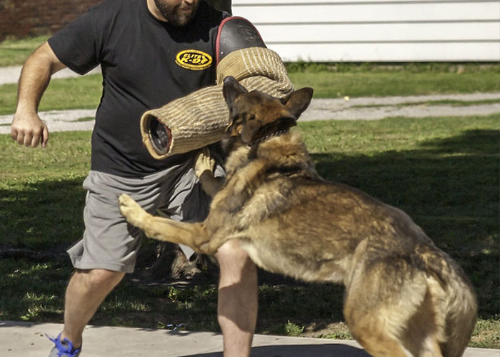 Video Captures The Tiniest Police Pup Doing Rounds Around An Airport, Amasses 9M Views