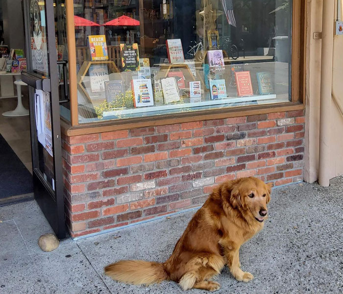 Bookstore Becomes More Magical When Golden Retriever Is Appointed As Manager