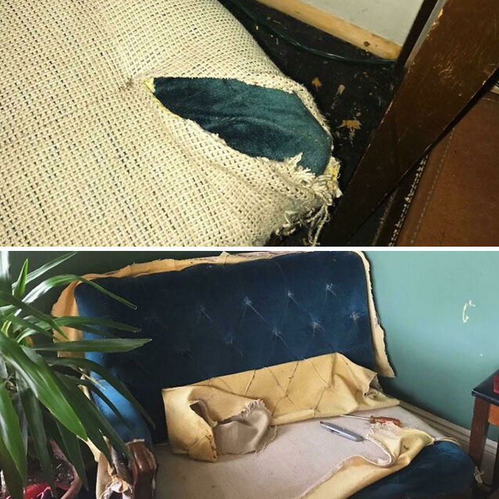 Found This “White Couch” In A Free Pile Years Ago And Saw A Rip In It Last Night When I Was Cleaning To Find It Was Reupholstered Over Gorgeous Emerald Green Fabric This Whole Time!