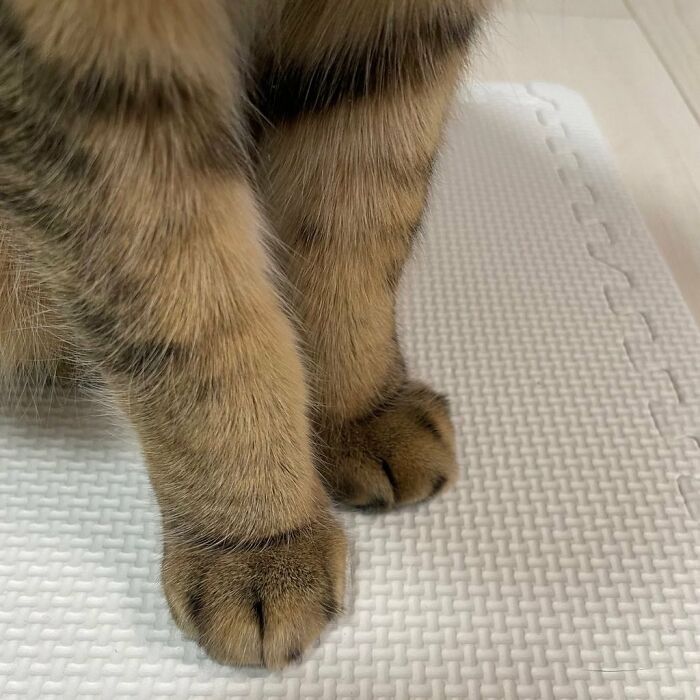 Se vuelve viral este gato con pantuflas hechas de su propio pelaje