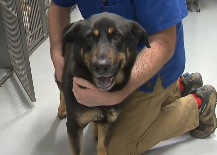 Homophobic Owner Abandons &lsquo;Gay&rsquo; Puppy Who Later Gets Taken In By Gay Couple