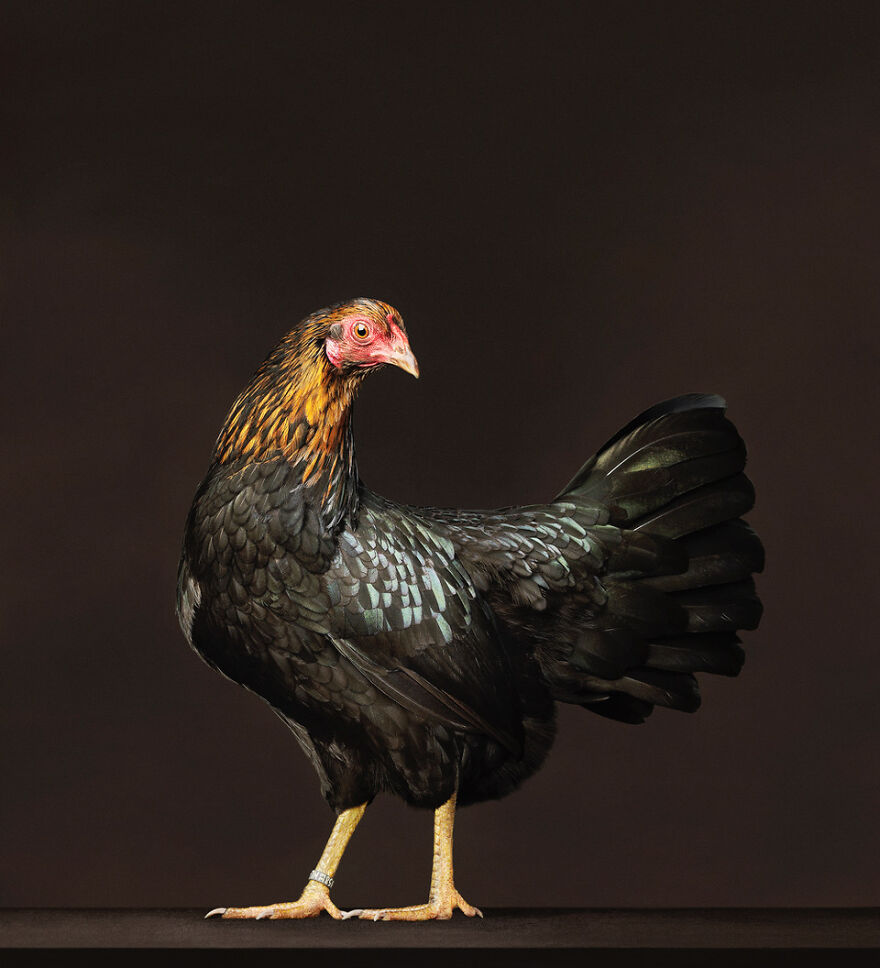This Photographer Turns Roosters And Hens Into Professional Models (15 Pics)