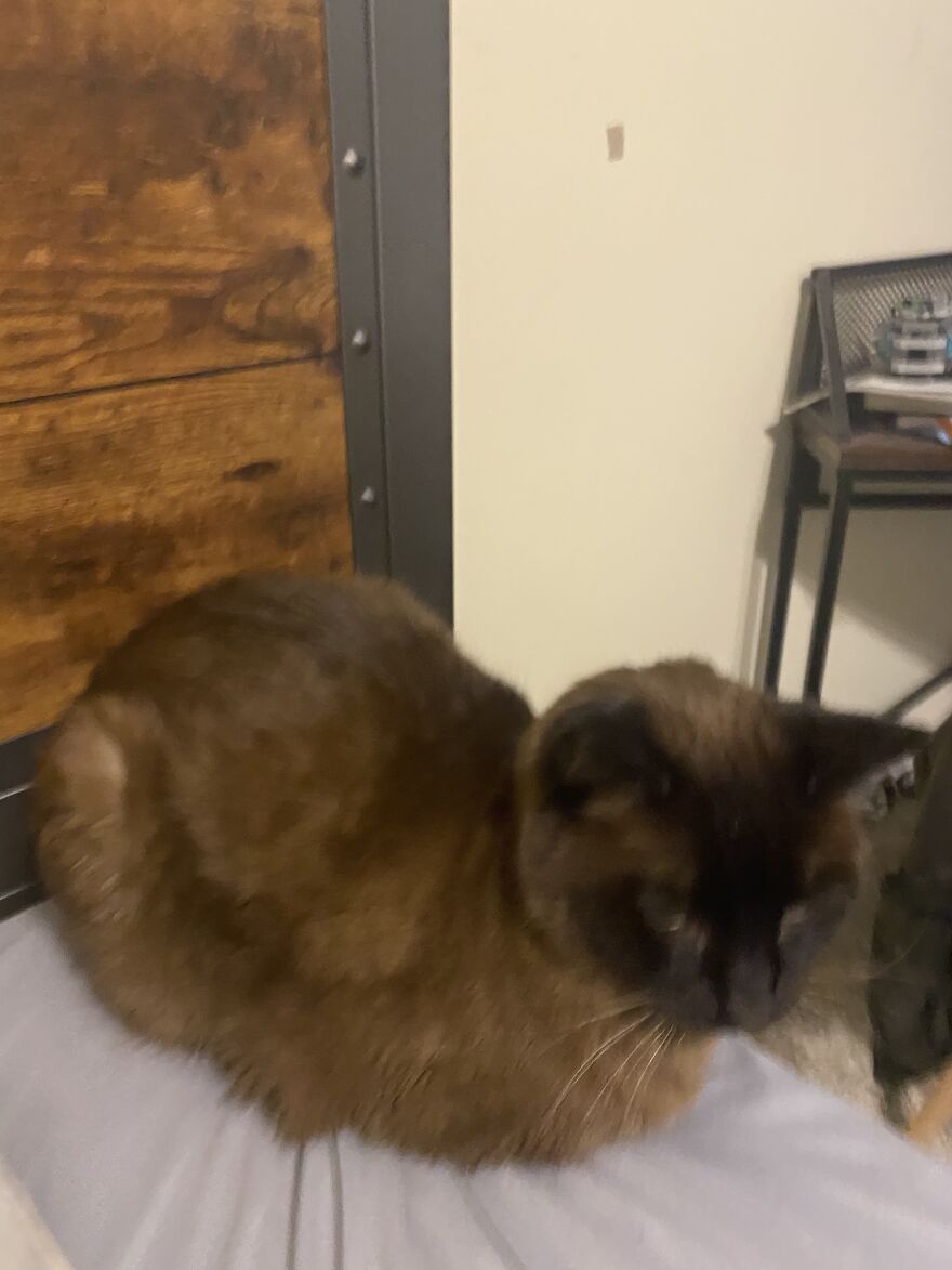 Here Are Some Pictures Of My Cats. Incase You Are Having A Bad Day.