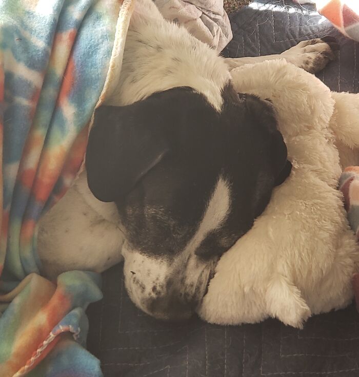 Pepper Marie Resting With Her Fluffy Puppy Toy.