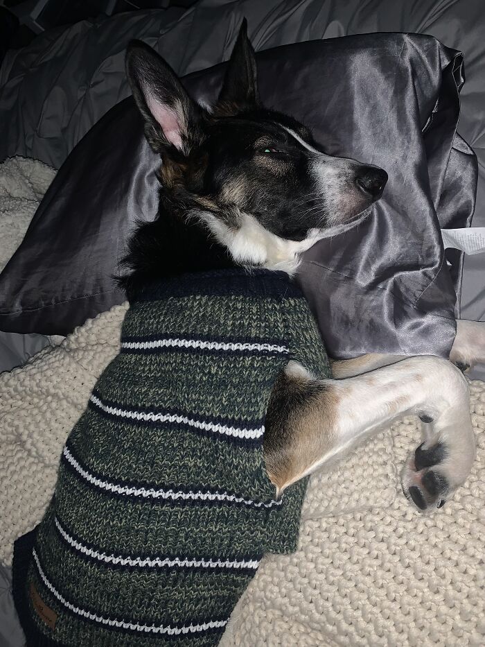 Ollie Sleeps With His Eyes Half Open A Lot!