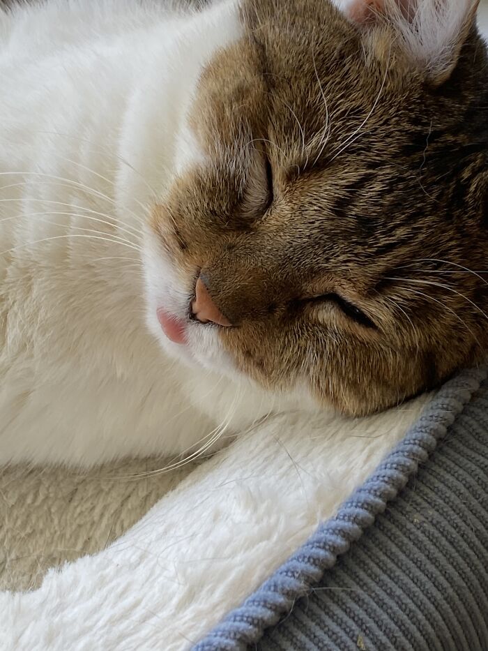 My Baby Izzy Doing A Blep