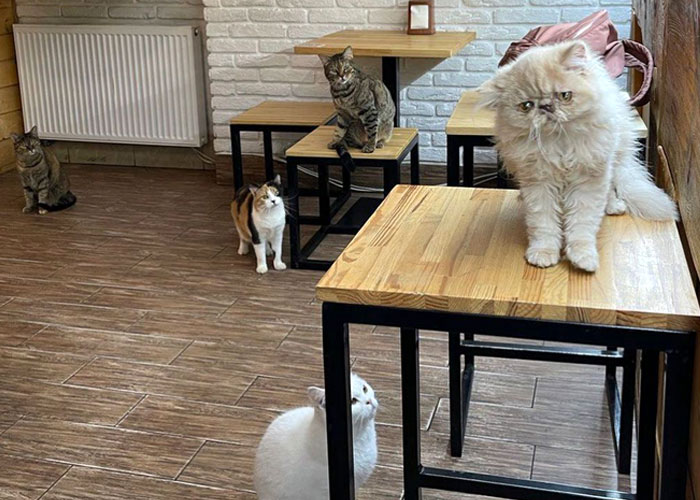 “Nunca abandonaríamos nuestro país”: Esta cafetería de gatos ucraniana permanece abierta durante la guerra