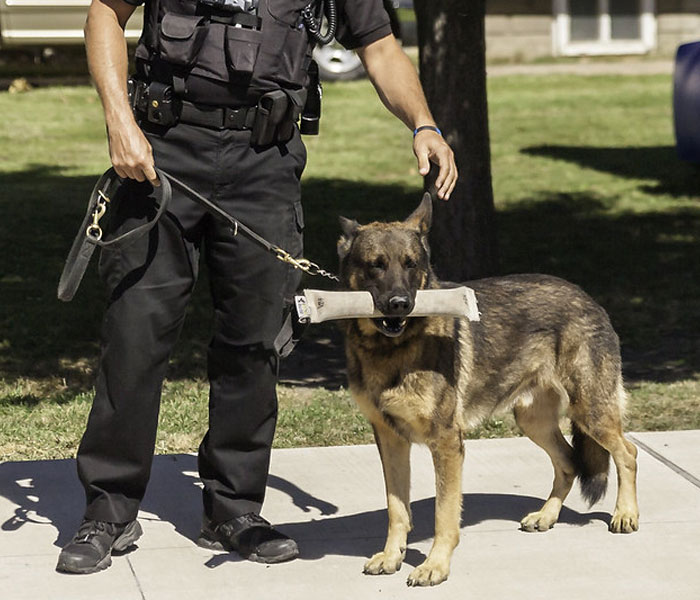 Video Captures The Tiniest Police Pup Doing Rounds Around An Airport, Amasses 9M Views