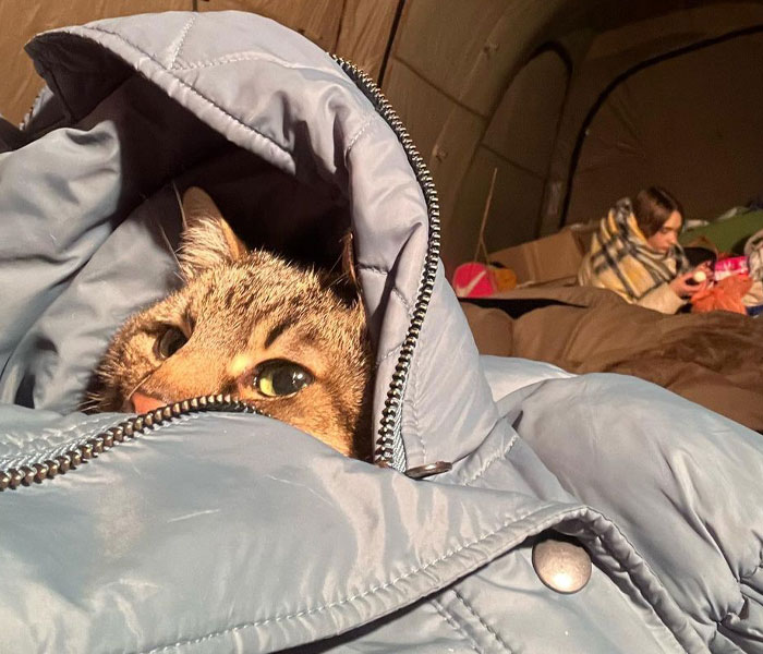 Stepan, el famoso gato ucraniano, huyó junto a su familia y encontró refugio en Francia