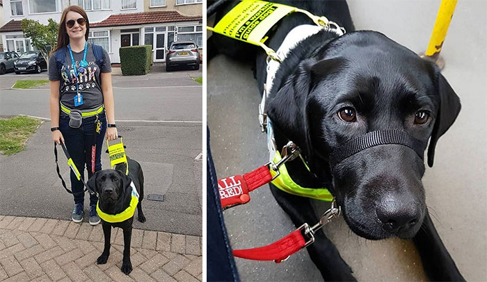 Le pidieron a una mujer ciega que se bajara del autobús porque “los perros guía no pueden ser negros”