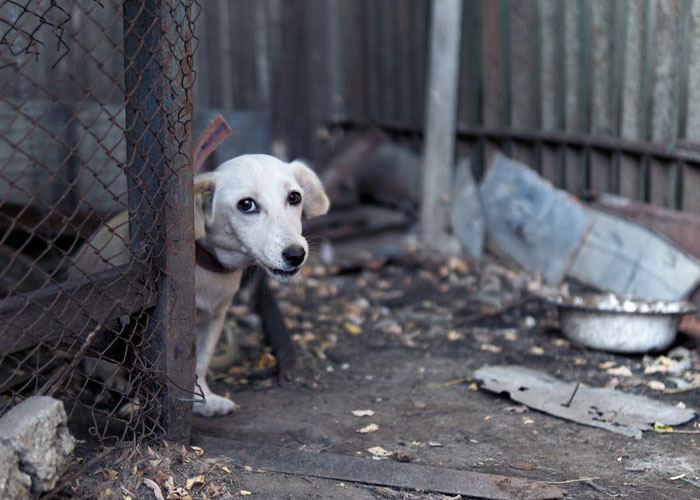 Homophobic Owner Abandons &lsquo;Gay&rsquo; Puppy Who Later Gets Taken In By Gay Couple