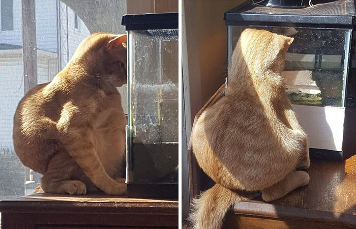 50 Cats Acting So Weird, People Just Had To Take A Pic, As Shared On This Twitter Page