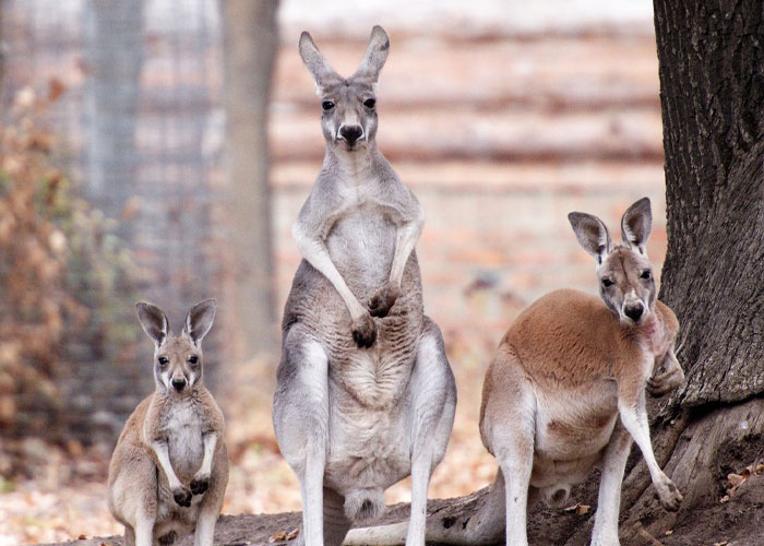 Man Drives 10 Kangaroos To Safety With His Van From A Zoo In Kharkiv That Suffered An Attack Man Drives 10 Kangaroos To Safety With His Van From A Zoo In Kharkiv That Suffered An Attack
