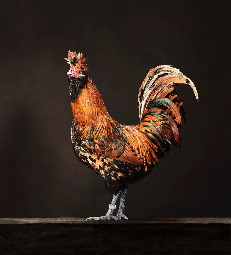 This Photographer Turns Roosters And Hens Into Professional Models (15 Pics)
