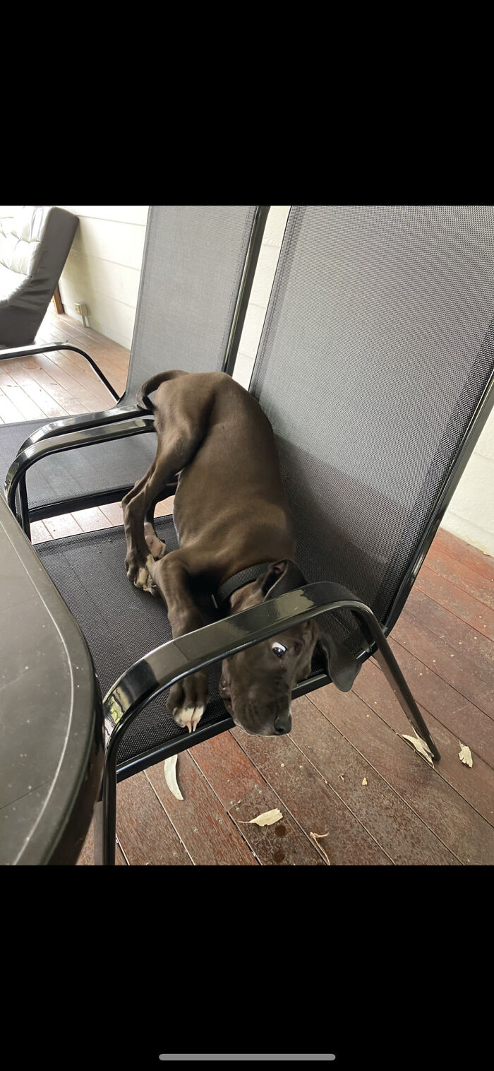 He’s A Big Puppy Dog Now!