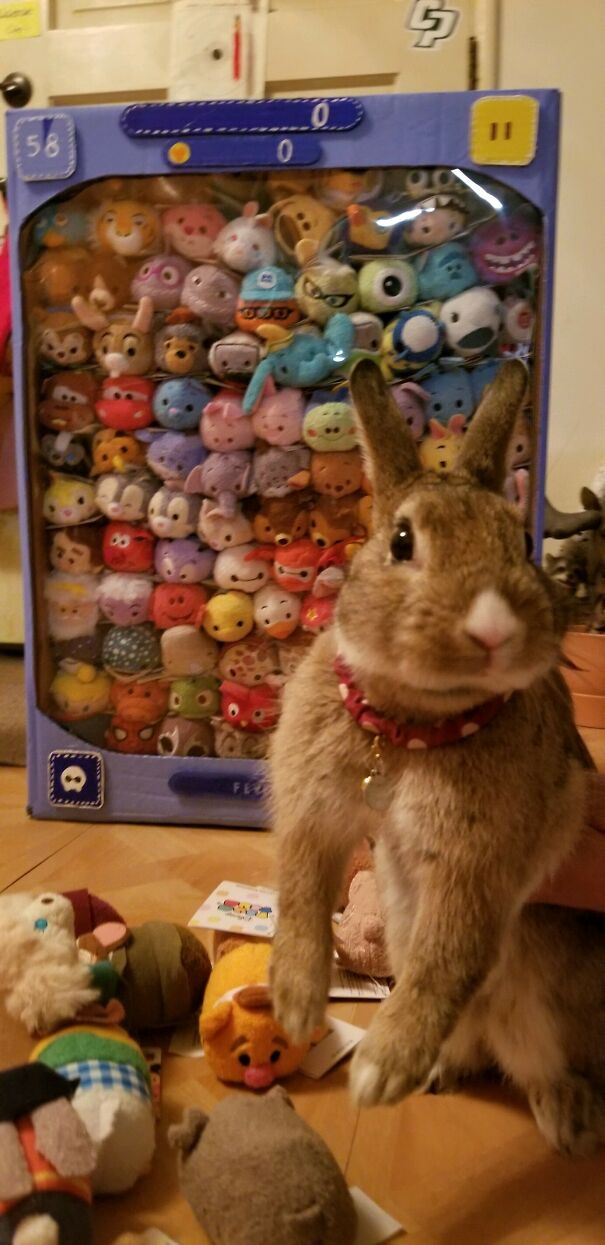 Tsum Tsum! I Also Made A Game Tsum Tsum Display Case