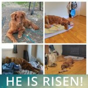 roccosarah418 avatar