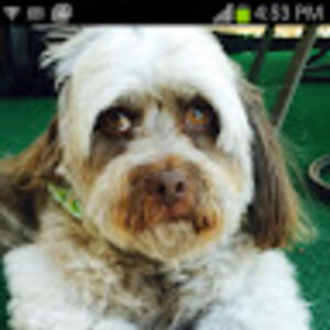 alfredogutierrez avatar