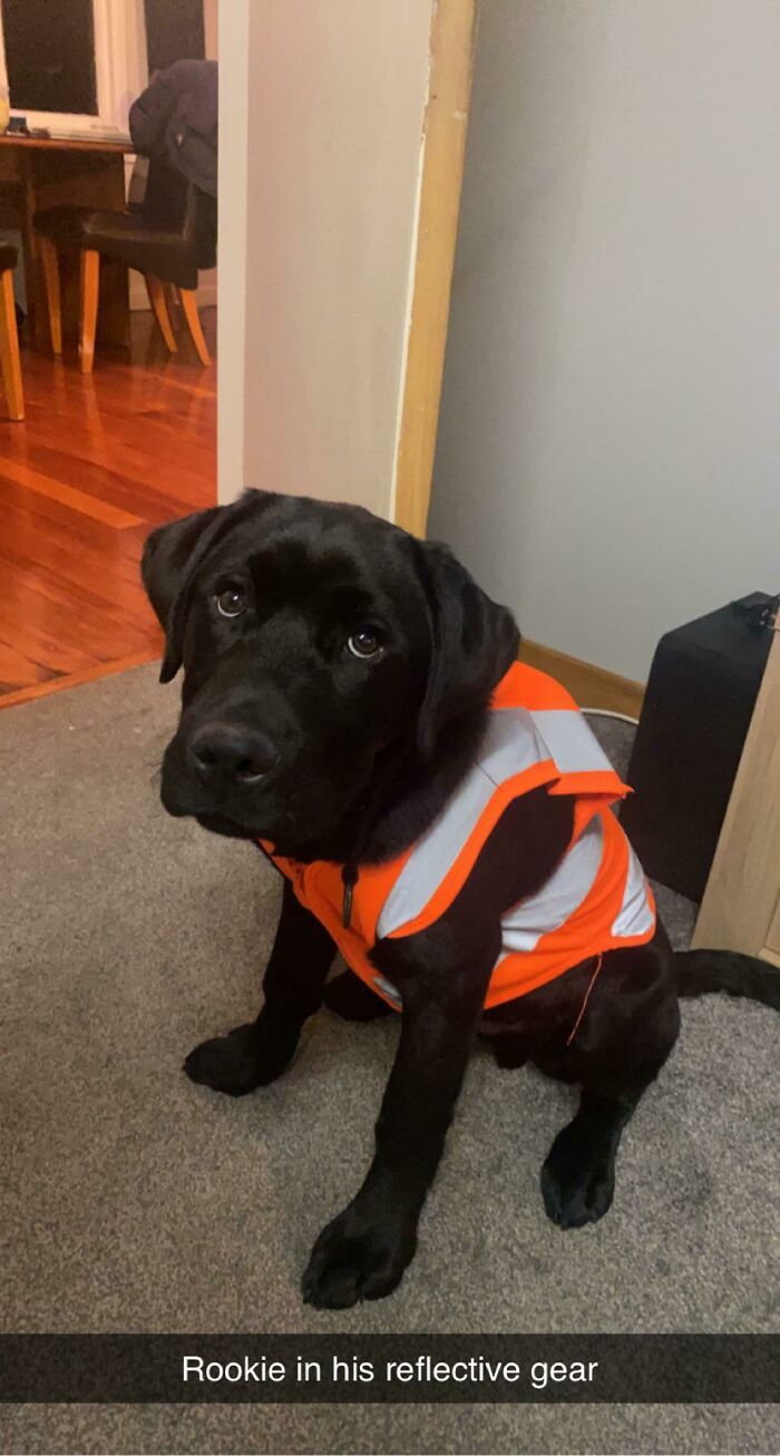 ¡Las chaquetas reflectantes para perros cuestan entre 40$ y 80$. Conseguí una chaqueta reflectante de segunda mano para niños por 1$ y se ajusta perfectamente! ¡Ganancia frugal!