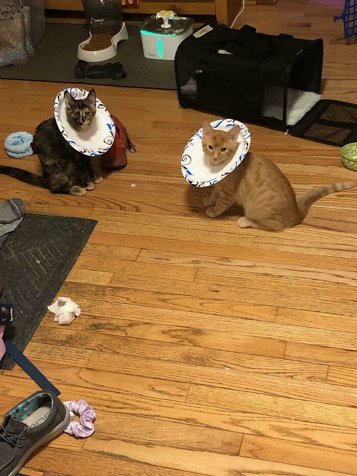 El veterinario no nos dio conos cuando los castraron/esterilizaron, así que improvisamos. (Nos aseguramos de que pudieran respirar y comer bien)