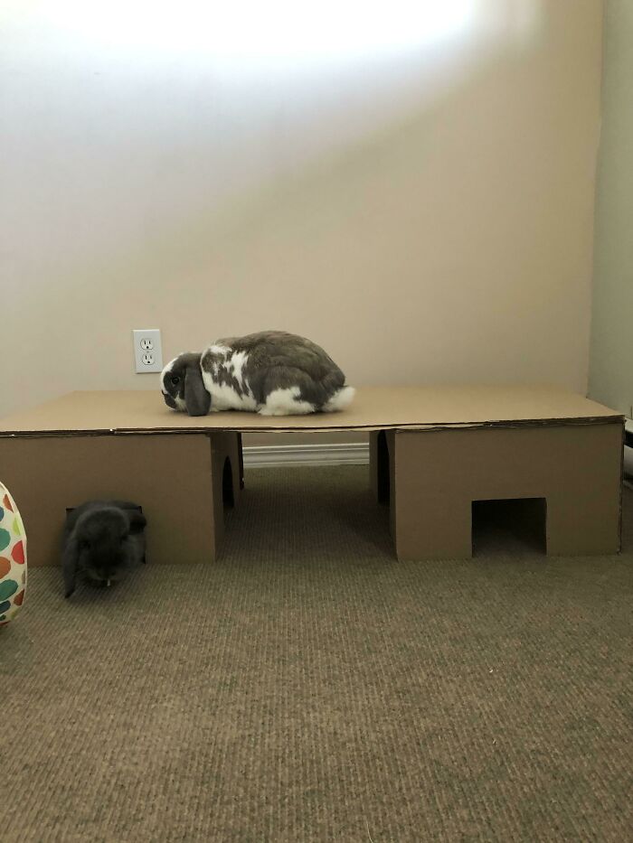 Hice una casa de cartón para mis conejos. Tenía el ojo puesto en una de 70 dólares en Etsy, pero esta funciona igual. Además los conejos no se preocupan por la estética