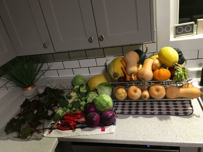 La familia y los amigos fueron a "rebuscar" en una granja local. ¡40 dólares por una excursión familiar totalmente frugal de 3 horas y toda esta comida!