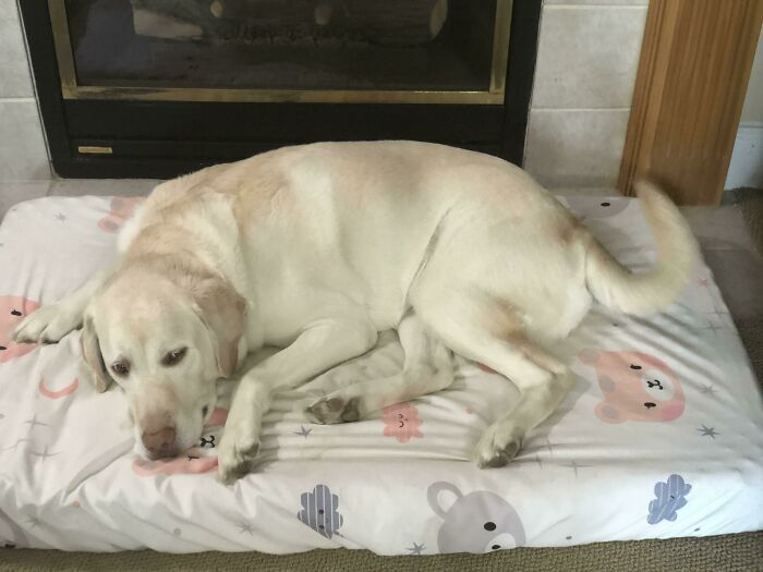 Buy Kid Stuff For Your Pet And Pet Stuff For Your Kid